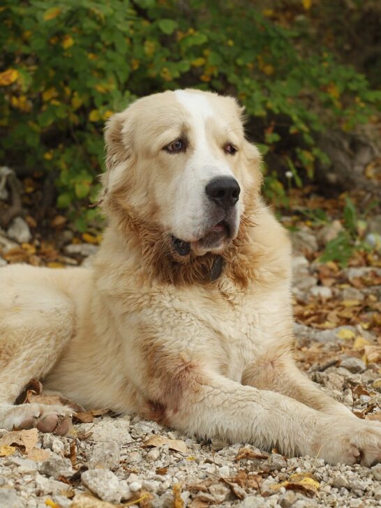 Pyrenean Shepherd Dog sitting over rock