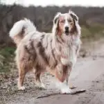 white and brown dog on road