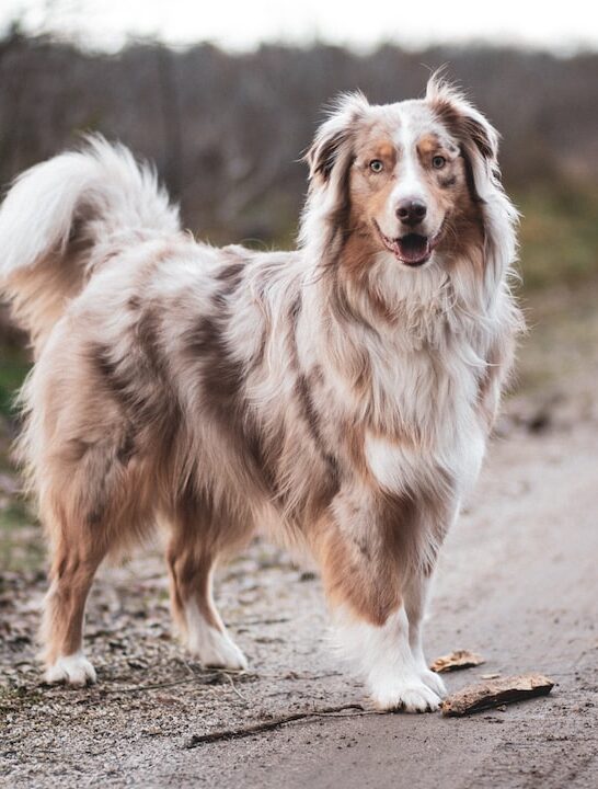 white and brown dog on road