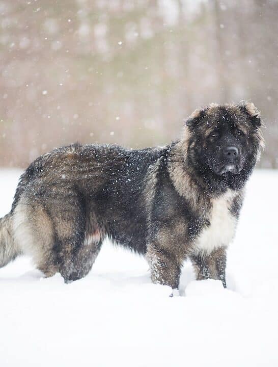 Caucasian Ovcharka in snow.