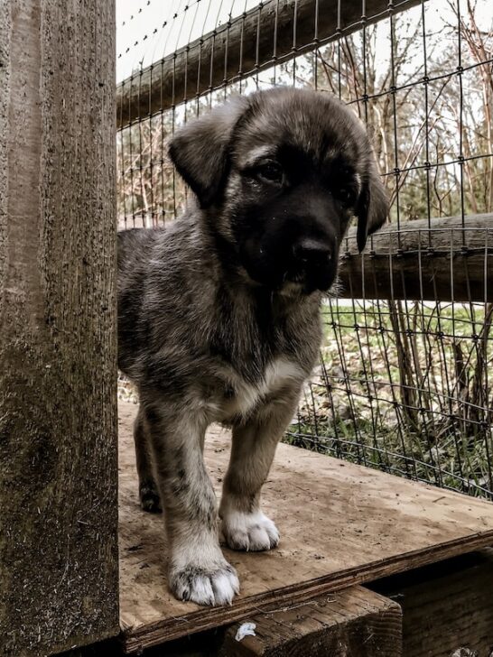 Anatolian Shepherd puppy peaking around a corner.