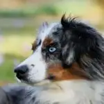 black white and brown long coated dog