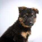 black and tan german shepherd puppy