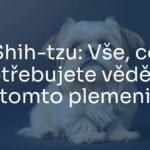 A cute Shih-tzu dog with long, silky fur, sitting elegantly, friendly expression, soft lighting, realistic.