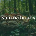 A peaceful forest scene with a basket full of mushrooms, including boletes and chanterelles, dappled sunlight through trees, soft green tones, realistic.