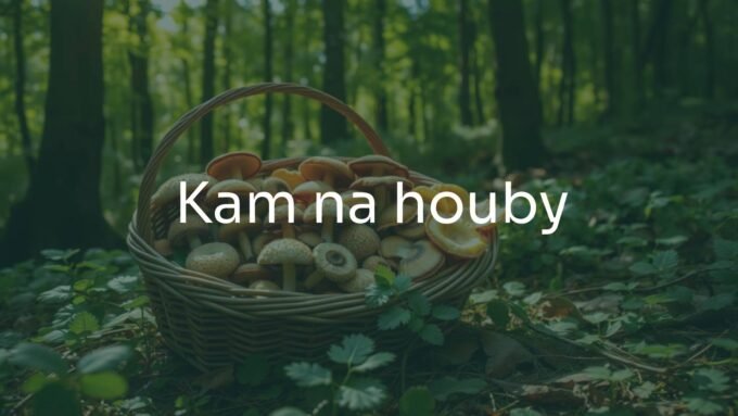 A peaceful forest scene with a basket full of mushrooms, including boletes and chanterelles, dappled sunlight through trees, soft green tones, realistic.