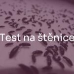 Close-up of bed bugs on a mattress, dark brown insects with flat bodies, realistic, focus on details, dim lighting.