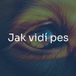 A close-up of a dog's eye, glowing in warm golden hues, with a blurred colorful world reflected in it, realistic style.