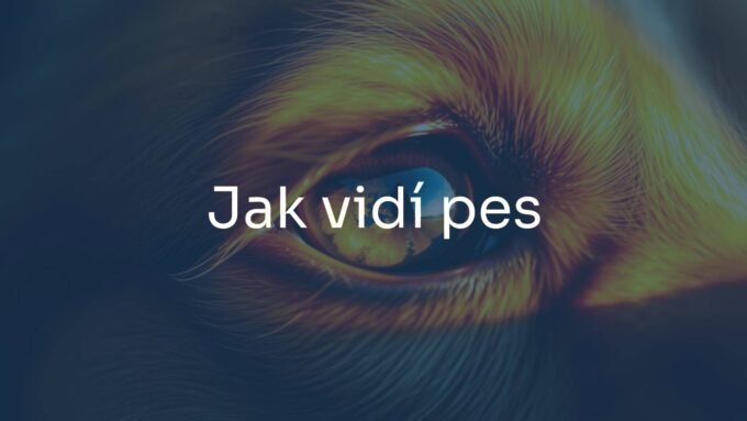 A close-up of a dog's eye, glowing in warm golden hues, with a blurred colorful world reflected in it, realistic style.