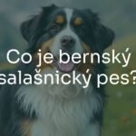 A beautiful tricolor Bernese Mountain Dog standing in a Swiss alpine meadow, long fur, friendly expression, realistic.