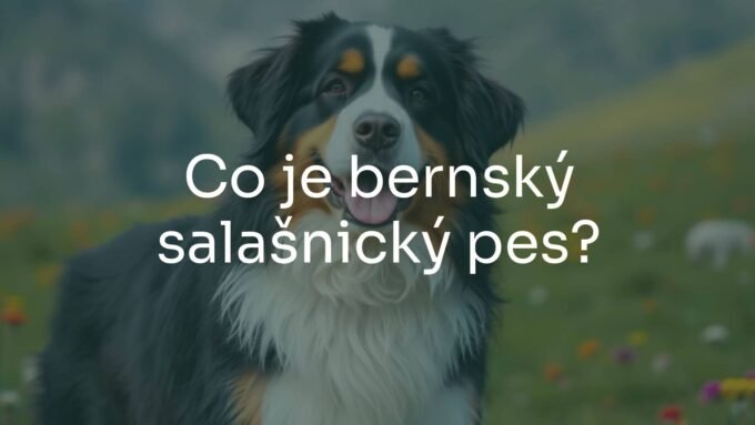 A beautiful tricolor Bernese Mountain Dog standing in a Swiss alpine meadow, long fur, friendly expression, realistic.