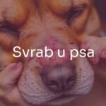 Sad dog scratching its itchy skin, microscopic mites visible on fur, inflamed skin, concerned expression, realistic.