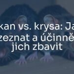 Two rodents, a brown rat and a black rat, side by side on a wooden surface, detailed fur, realistic, comparison highlight.