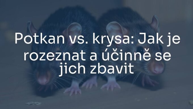 Two rodents, a brown rat and a black rat, side by side on a wooden surface, detailed fur, realistic, comparison highlight.