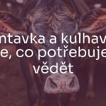 A distressed cow with visible blisters on its mouth and hooves, standing in a farm setting, realistic, somber mood.