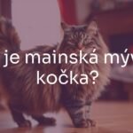 Majestic Maine Coon cat with fluffy fur and raccoon-like tail, standing confidently in a cozy home setting, warm natural lighting, realistic.